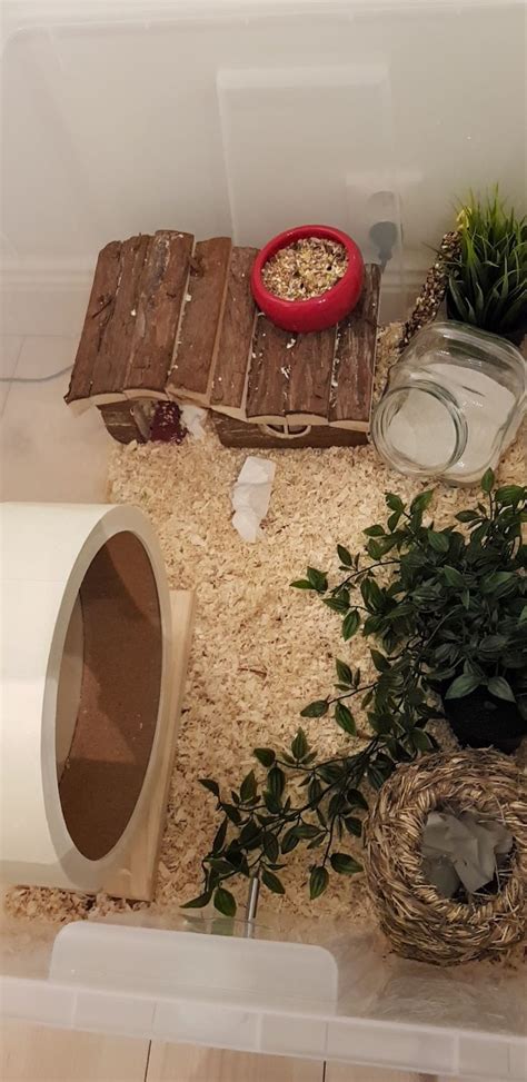 Hamster Watchbox Underground Tunnel Hideout House Home For