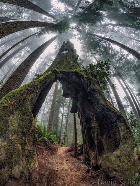 Ancient Redwood Forest In 2020 California Photos Redwood Forest