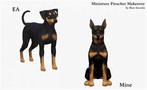 Miniature Pinscher Makeover At Blue Ancolia The Sims 4 Catalog