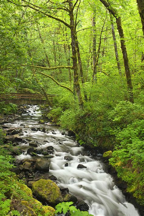 Cascading Stream In The Woods Photograph By Andrew Soundarajan