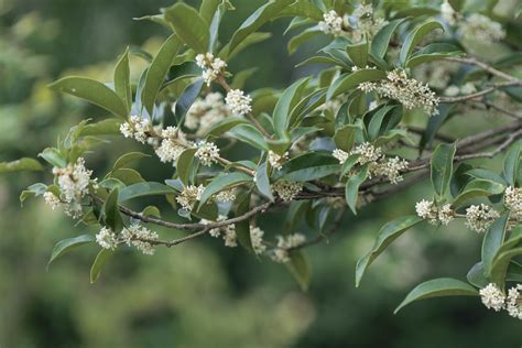 The Tea Olives Are Blooming