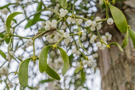 Growing Mistletoe Thompsons Plants And Garden Centres