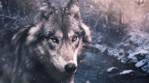 Download Wallpaper 1366x768 Wolf Predator View Wildlife Tablet