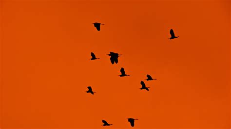 Free Images Nature Silhouette Wing Group Sky Sunset Morning