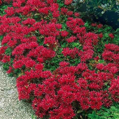 10 Most Resilient Ground Covers For Your Garden Page 2