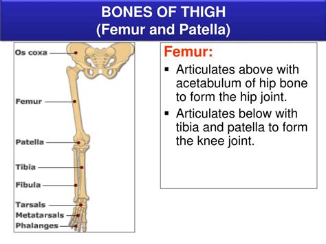 Ppt Bones Of Lower Limb Powerpoint Presentation Free Download Id