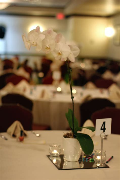 Simple White Orchid Centerpieces Orchid Wedding Purple Wedding Flowers Flower Bouquet Wedding