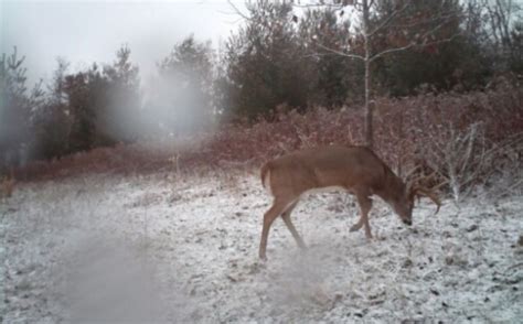 Whitetail Cold Front Hunting Strategies Whitetail Habitat Solutions