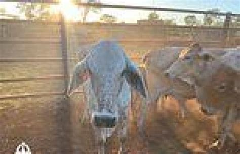 Cattle Rustler Almost Pulls Off A 15m Livestock Heist In Nt