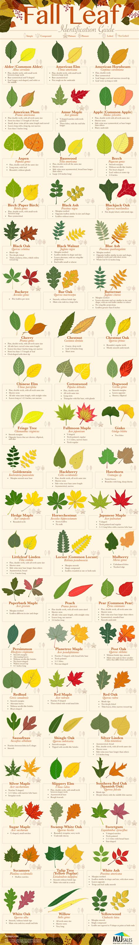 Fall Leaf Identification Guide Coolguides