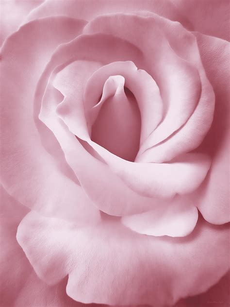 Porcelain Pink Rose Flower Photograph By Jennie Marie Schell Fine Art