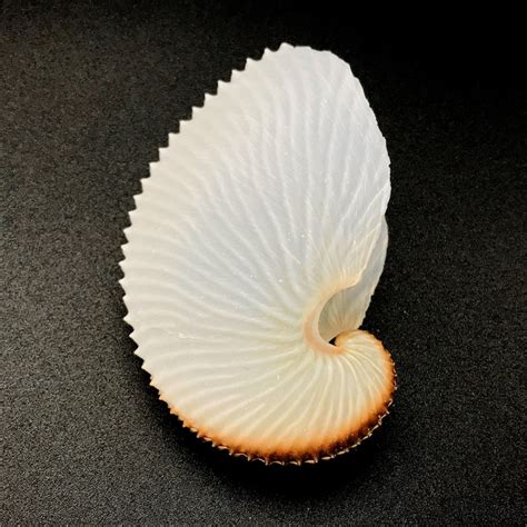 Argonaut Shell Paper Nautilus Natural Cleaned Sea Shell Rare Etsy