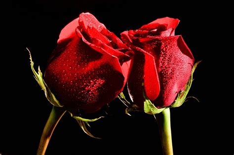 Image Two Red Roses Drops Flower Closeup Black Background