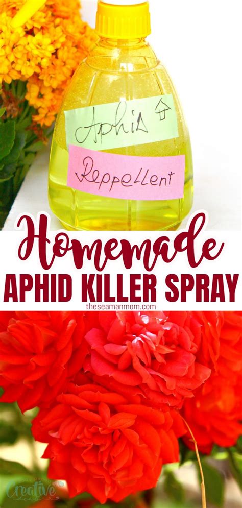 Why Homemade Aphid Spray Is The Best Easy Peasy Creative Ideas