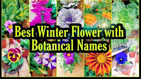 Best Winter Season Flower With Botanical Namewinter Season Plants