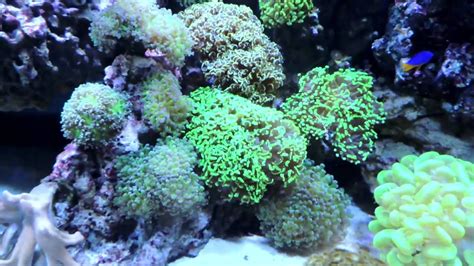 Keeping Frogspawn And Hammer Corals Youtube