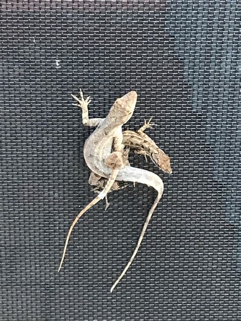 I Saw Two Lizards Having Sex On My Screen Door Yesterday R