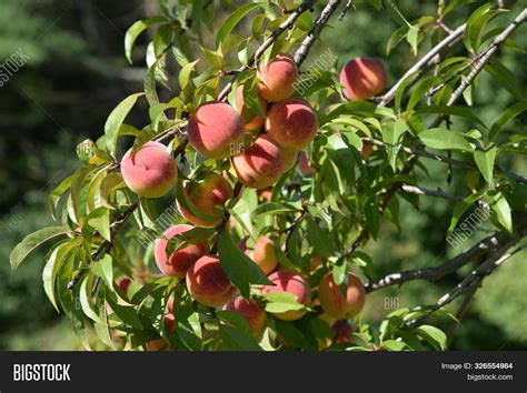 Cluster Peaches Image And Photo Free Trial Bigstock