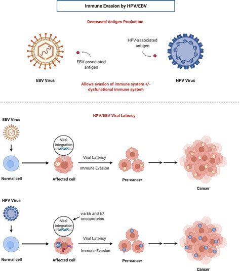 Frontiers The Role Of Immunotherapy To Overcome Resistance In Viral Associated Head And Neck