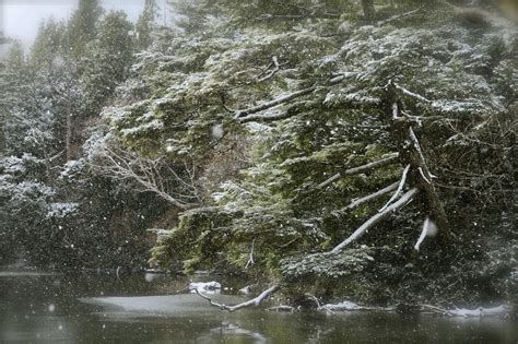 Wallpaper Landscape Forest Nature Reflection Snow Winter Branch