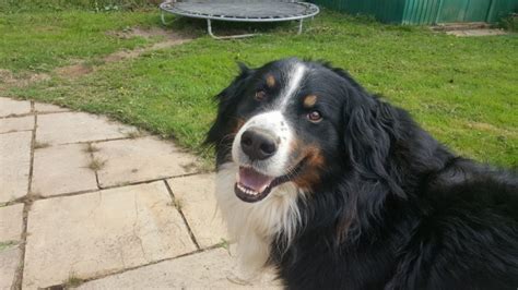 Coogee The Bernese Collie X Needs A New Home Dawg