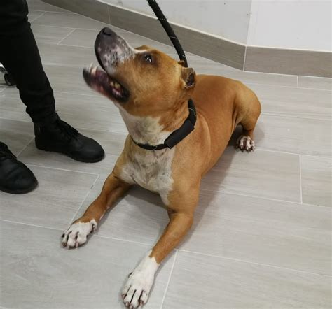 Adopta A Billy Pitbull En Ciudad Real