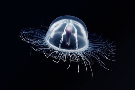 Investigación Descubre Por Qué Algunas Medusas Son Inmortales