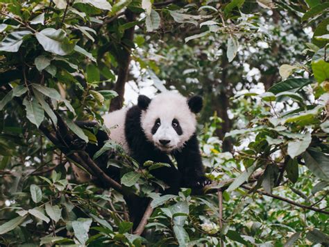 Top 15 Things To Do In Chengdu China The Lovely Escapist Chengdu