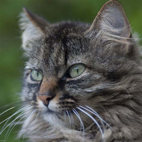 In that period of time, they start to put on some weight, gain their footing and develop their character. Tabby Cat : 6 Cute Pictures Of Tabby Cats | Biological ...