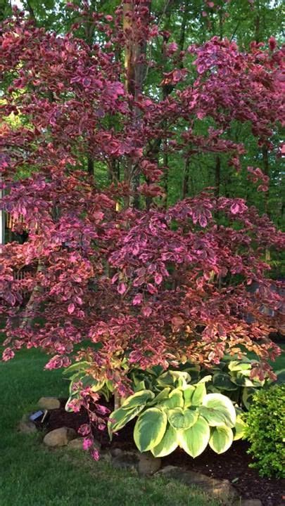 John Millers Tri Color Birch Outdoor Gardens Ornamental Trees