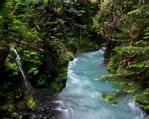 Skinner Sightings The Enchanted Valley Olympic National Park