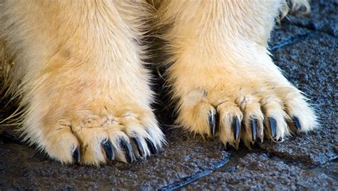 Polar Bear Feet Copyright © Daniel Ruyle Daniel Ruyle Flickr
