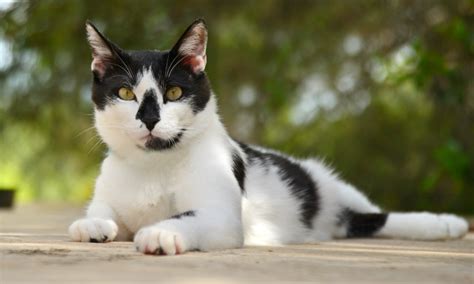 Differential Diagnosis Peripheral Lymphadenopathy In Cats