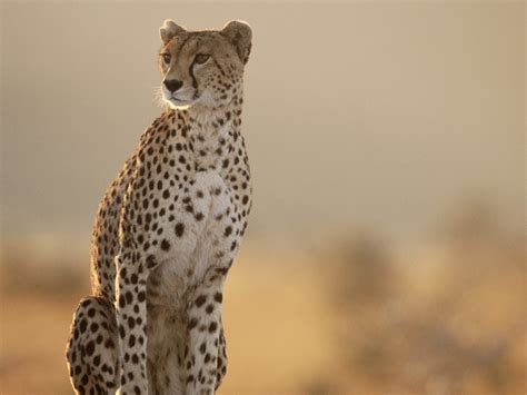 Cheetah - Information and Wallpapers