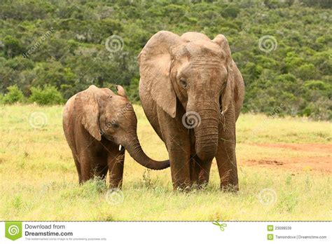 Mother And Baby African Elephant Stock Image Image 23098539