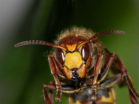 Wasp Head Stock Image Image Of Scenic Animal Warrior 1480093