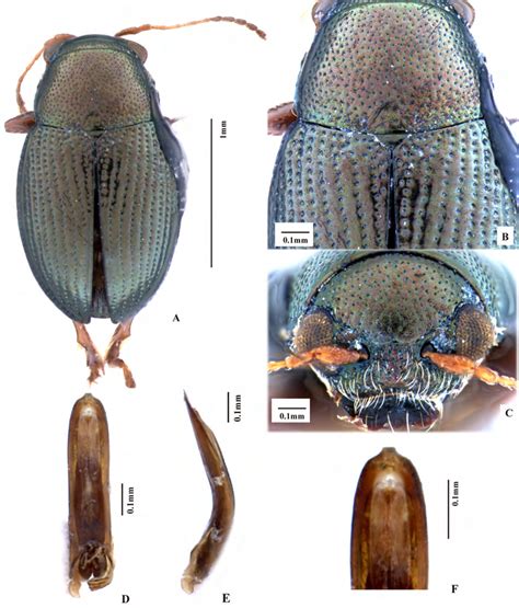 Chaetocnema Latapronota Sp Nov A Male Habitus Holotype B Pronotum