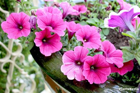 Petunia Flowers How To Plant Grow And Care From Seeds Plantopedia