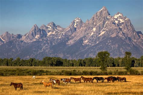 Horses In Grand Teton National Park Wyoming Rozanne Hakala Photography