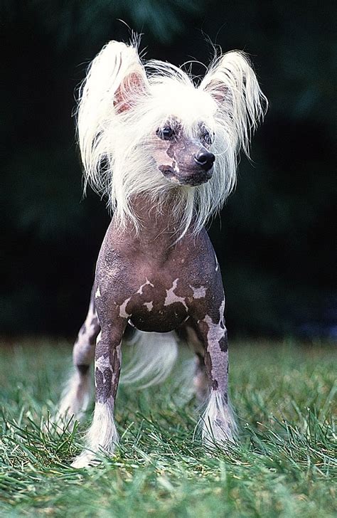 Look At This Chinese Crested Dog Chinese Crested Cute Animals