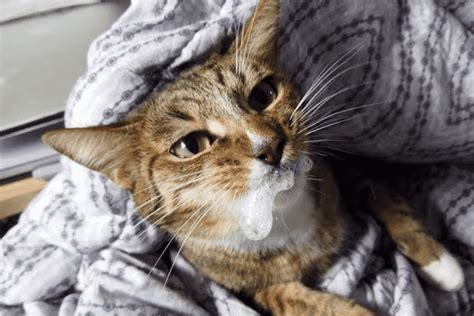 Cat Foaming At The Mouth Vet Shares What To Do 100 Committed To