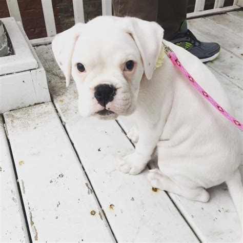 63 All White Boxer Puppy Pic Bleumoonproductions