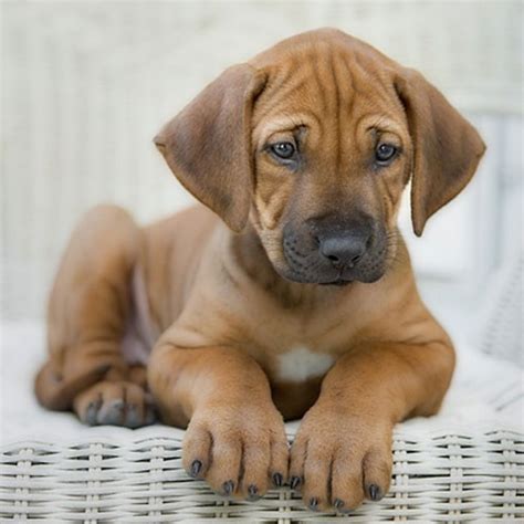 Rhodesian Ridgeback Puppy Pictures Yes Please Dogster