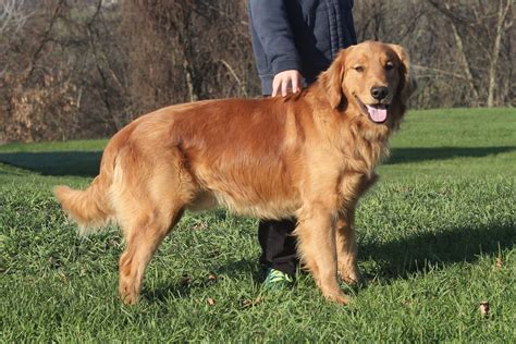 American golden retrievers were bred from english variants imported to the u.s through canada, but they developed and evolved differently from their english counterparts. Windy Knoll Goldens - AKC Golden Retrievers