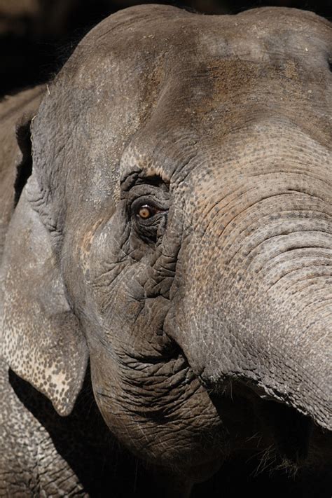 Asian Elephant At Fukuoka City Zoo Japan アジアゾウ＠福岡市動植物園 Hiroshi