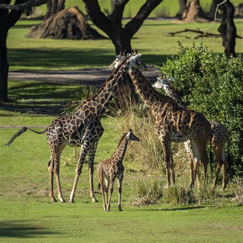 Two Baby Masai Giraffes Debut On Kilimanjaro Safaris Savanna At Disney