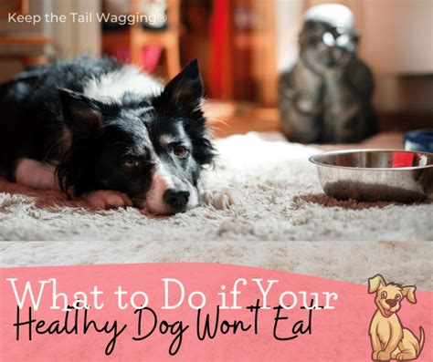 What To Do If Your Healthy Dog Wont Eat