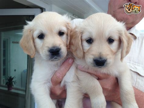 Enter your email address to receive alerts when we have new listings available for golden retriever x puppies for sale. Adorable Golden Retriever puppies for sale | Congleton ...
