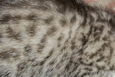 Striped Tabby Cat Fur Macro Stock Image Image Of Pretty Hairy 100937685
