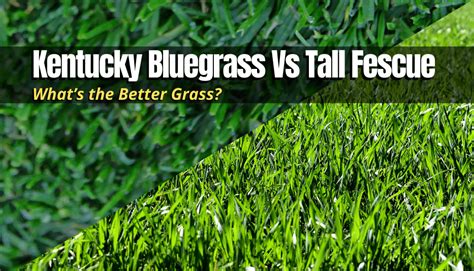 Kentucky Bluegrass Vs Tall Fescue Whats The Better Grass The